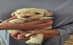 Standard Poodle dogs for sale: 7 Standard poodles for sale including 2 merle - Image 7