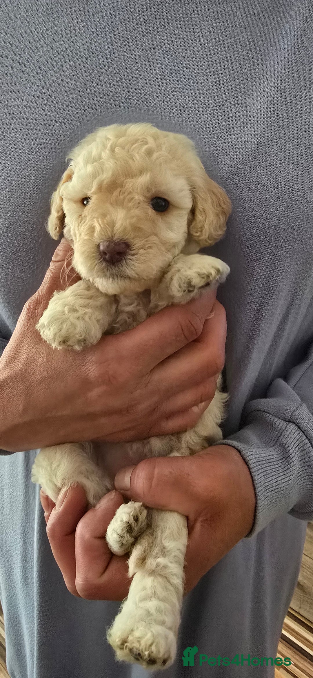 Standard Poodle dogs for sale: 7 Standard poodles for sale including 2 merle - Image 7