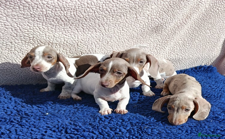 Miniature Dachshund dogs - Advert 6