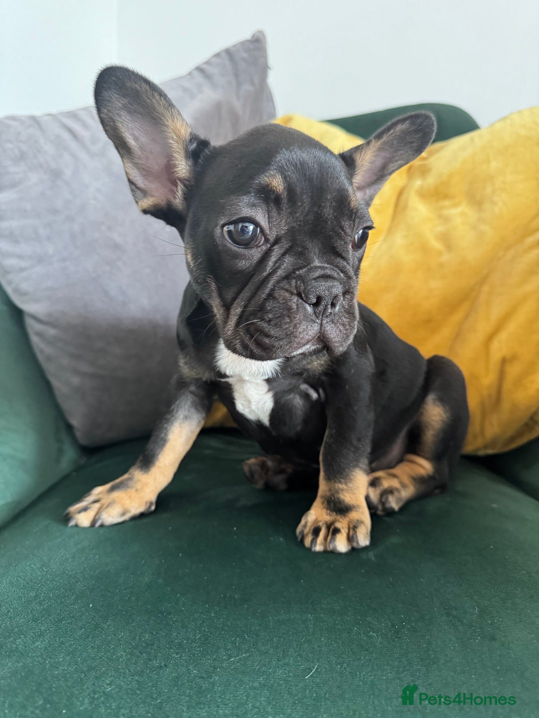 French Bulldog dogs for sale:  REDUCED, 1 GIRL LEFT French bulldog puppies  - Image 2