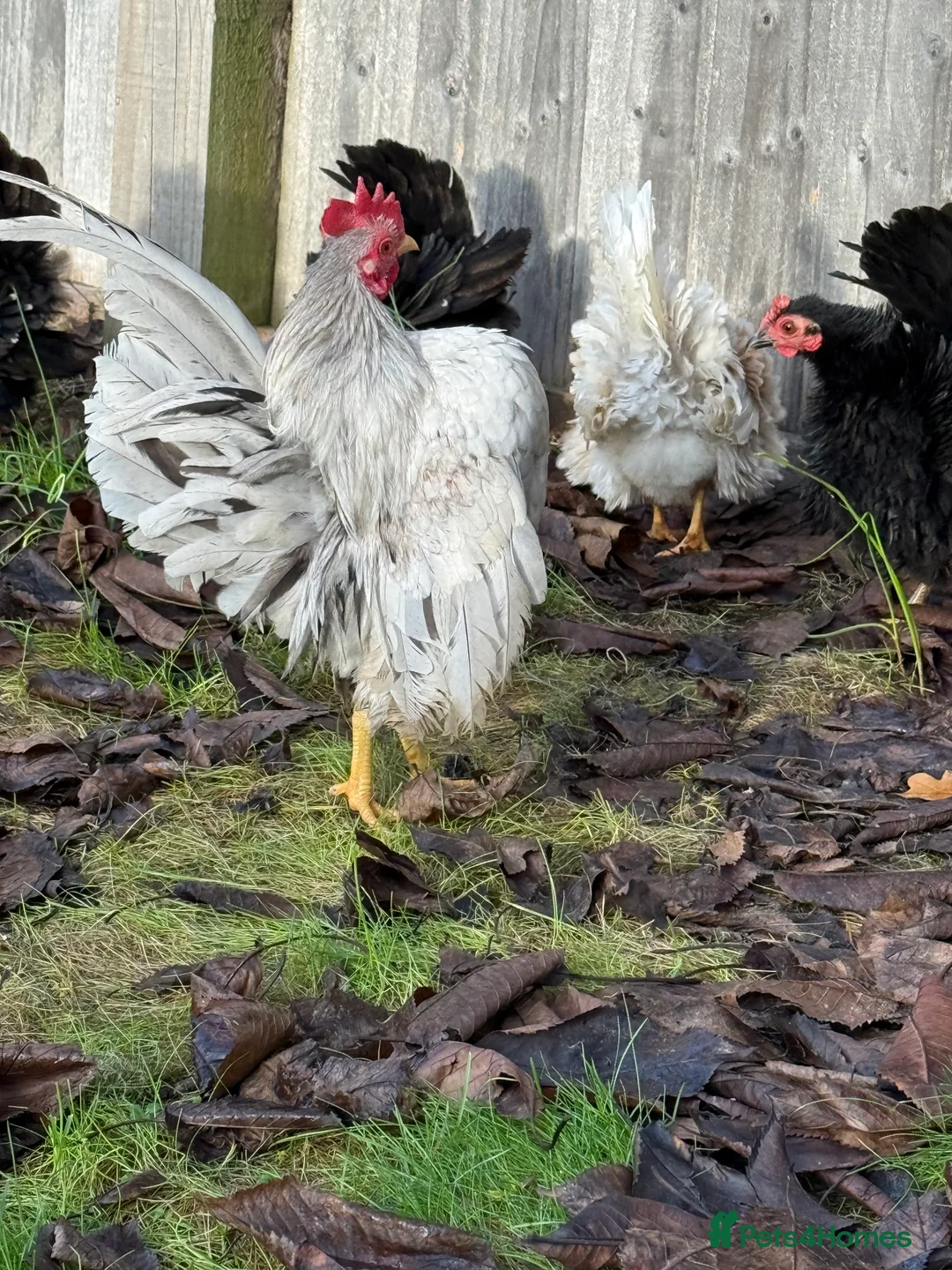 Mixed Breed birds for sale: A flock of pure show quality Seramas - Advert 3