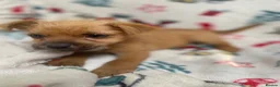 Mixed Breed dogs for sale: Jack Russell/ Yorkshire terrier puppy’s  in Pontypool - Advert 5