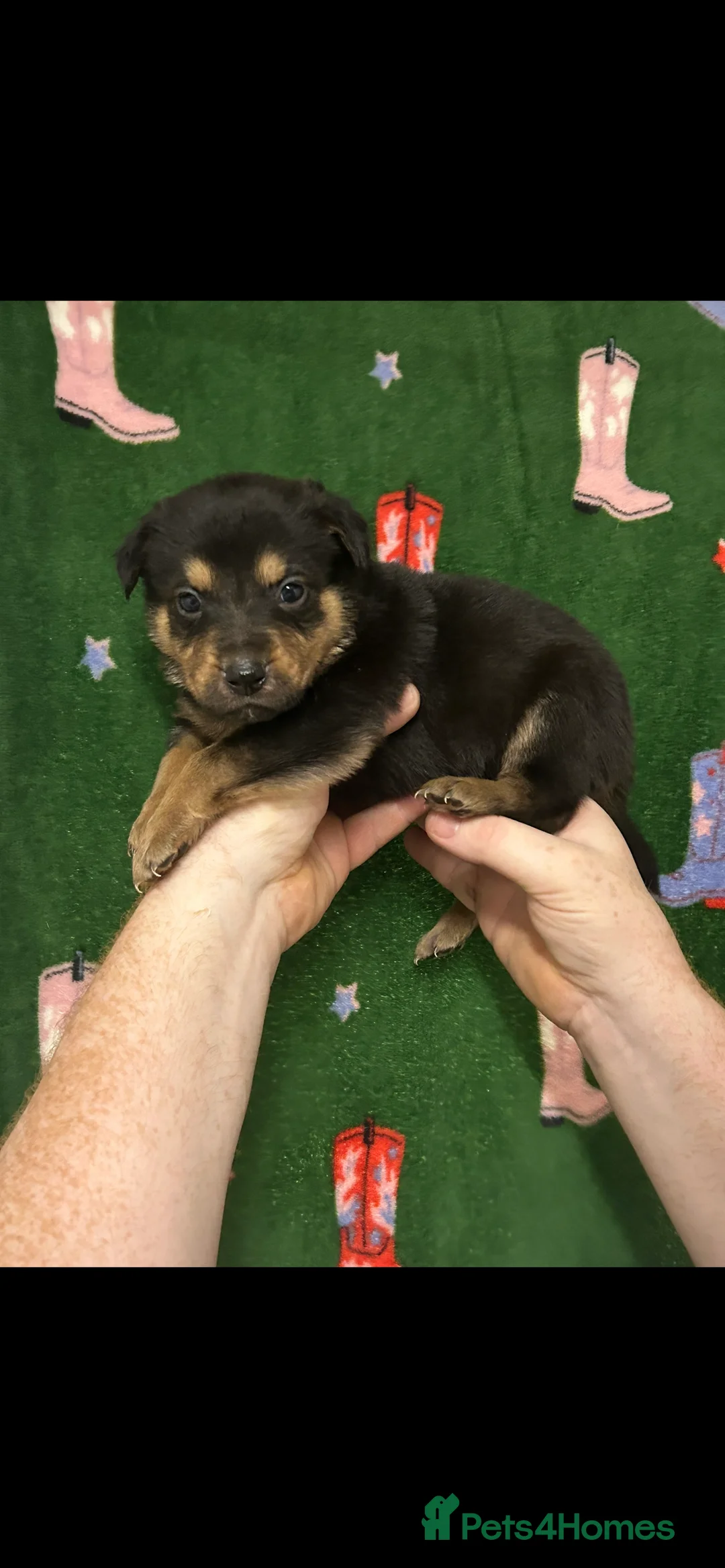 Mixed Breed dogs for sale: Swiss Shepherd Rottweiler  mix breed puppies - Advert 13