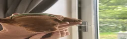 Hungarian Vizsla dogs for sale: Gorgeous kc registered vizsla puppies  in Birmingham - Advert 7