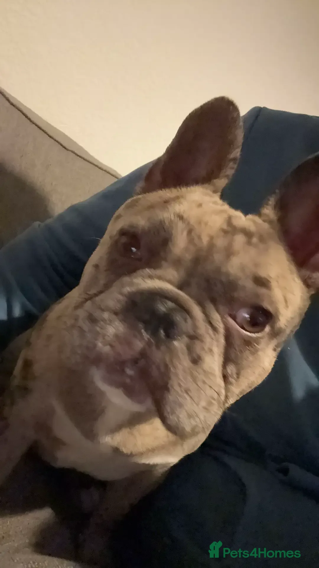 French Bulldog dogs for stud: Patch full Merle French bulldog  in Croydon - Advert 1