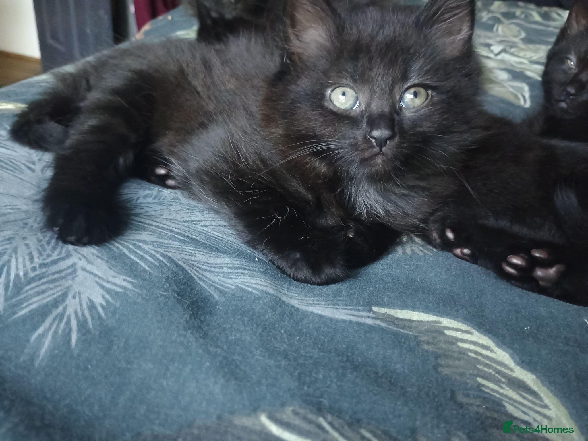 Mixed Breed cats ❤️Beautiful ashy coloured kittens for sale❤️ - Advert 19