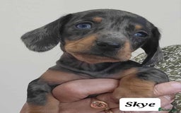 Miniature Dachshund dogs for sale: QUALITY MINIATURE DACHSHUND SMOOTH PUPS - Image 25