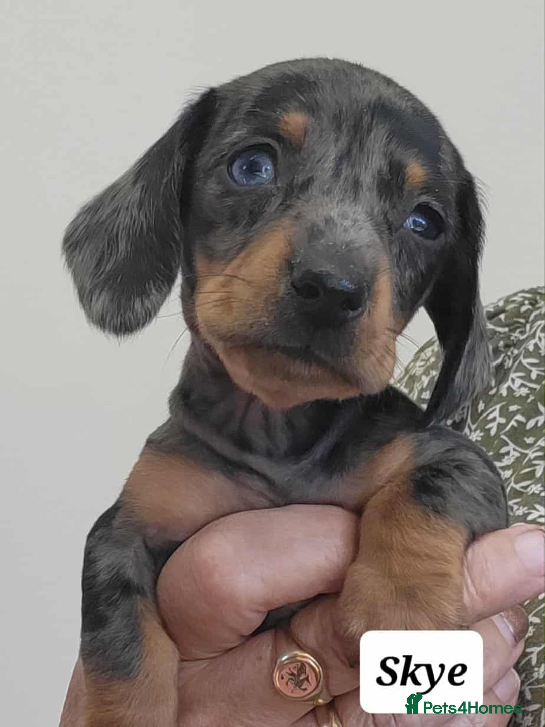 Miniature Dachshund dogs for sale: QUALITY MINIATURE DACHSHUND SMOOTH PUPS - Image 25