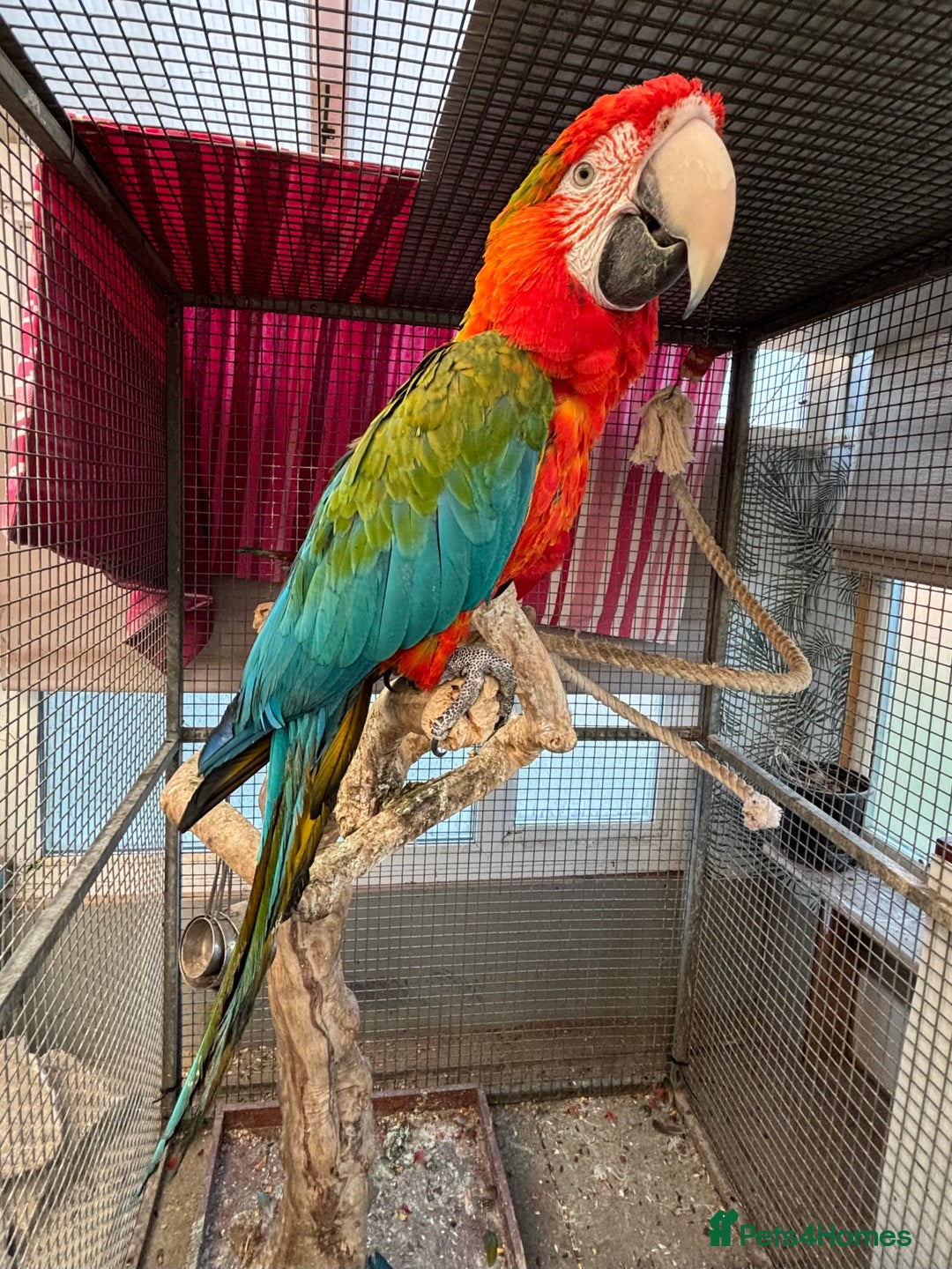 Macaws birds for sale: Tropicana x Jubilee pair of Macaws  - Advert 9