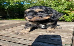 Cockapoo dogs for sale: F1 Cockapoo little girl,ready now. - Image 8