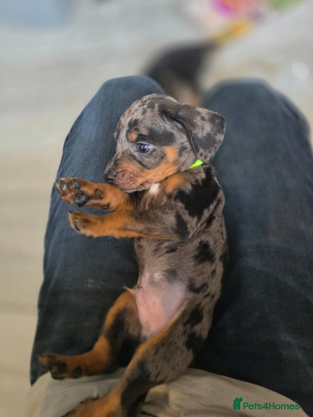Dachshund dogs for sale: Last Dachshund boy available  in Morecambe - Advert 1