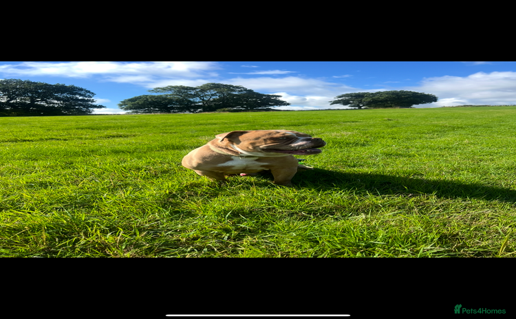 Olde English Bulldogge dogs - Advert 2