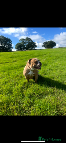 Olde English Bulldogge dogs - Advert 8