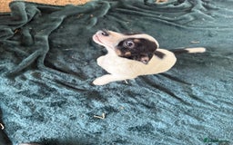Jack Russell dogs for sale: Jack Russell puppies rough/smooth coat ready now  - Image 10