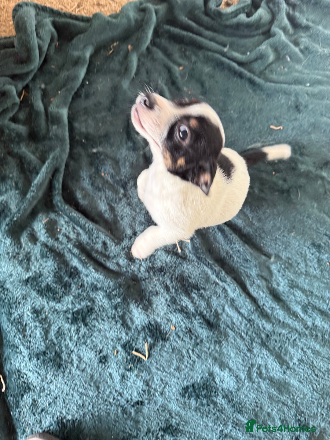Jack Russell dogs for sale: Jack Russell puppies rough/smooth coat ready now  - Image 10