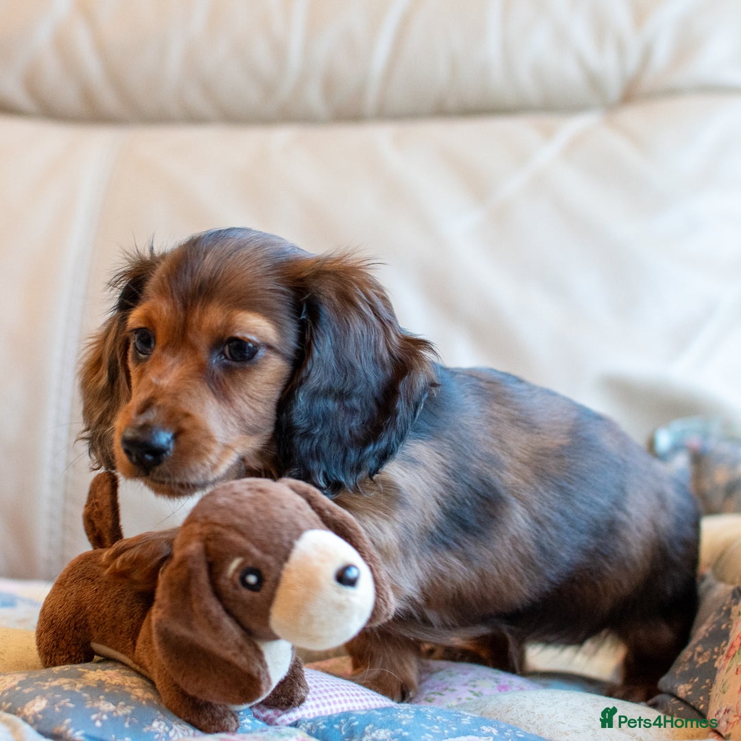 Miniature Dachshund dogs for sale:  Miniature Long-Haired Dachshund Puppies–Red Merle - Advert 20