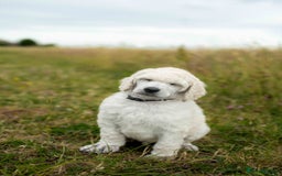 Standard Poodle dogs for sale: It has to be ALL WHITE Standard Poodle Puppies - Image 34