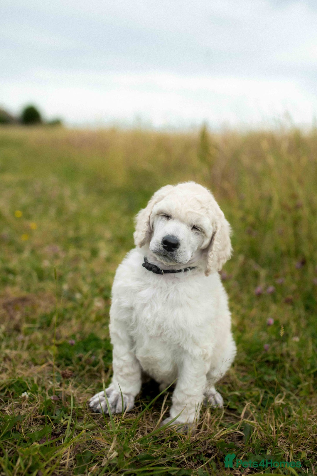 Standard Poodle dogs for sale: It has to be ALL WHITE Standard Poodle Puppies - Image 34