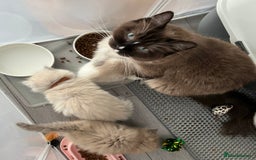 Ragdoll cats for sale: Blue mitted light mink  - Image 12