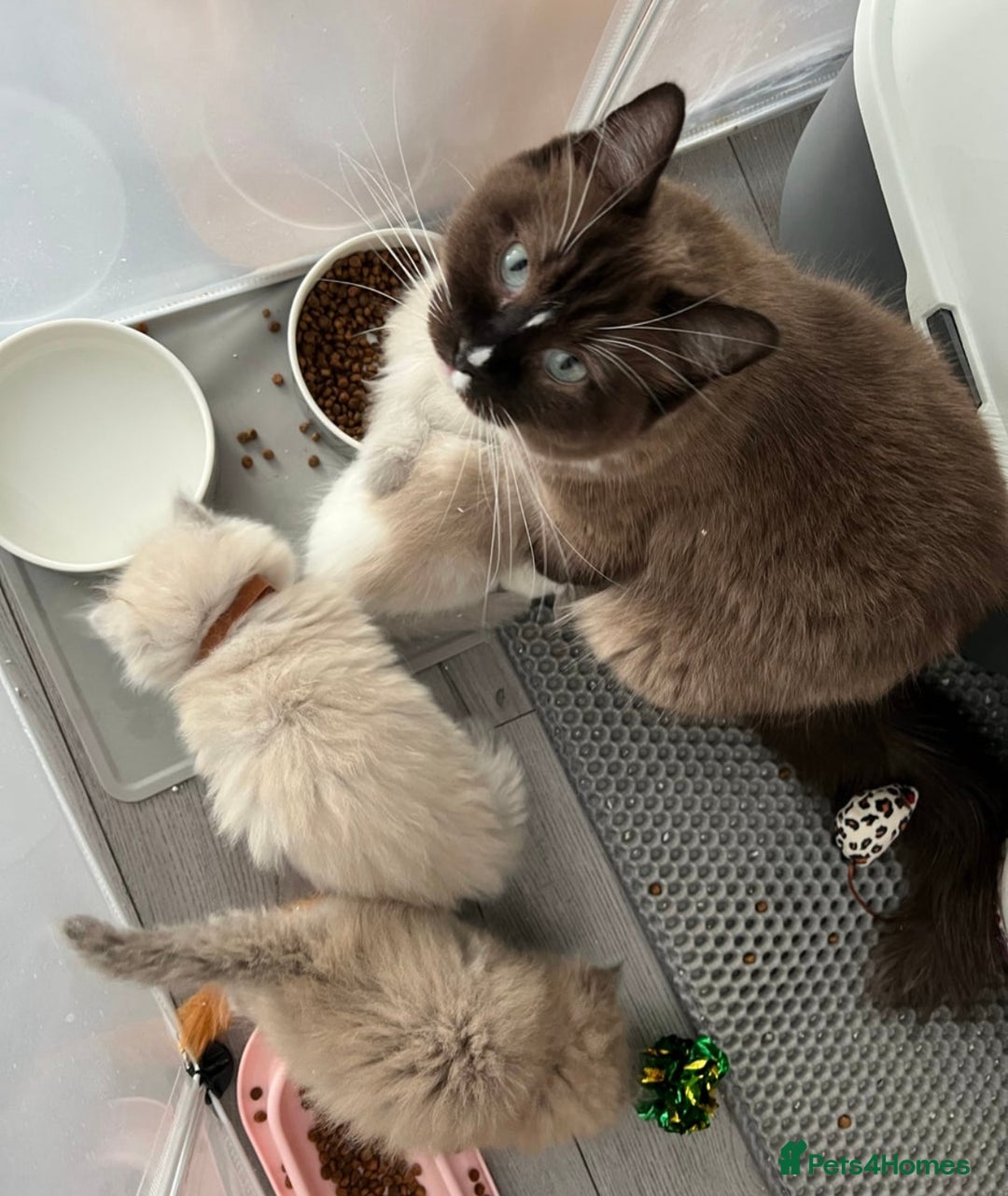 Ragdoll cats for sale: Blue mitted light mink  - Image 12