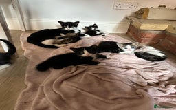 Domestic Shorthair cats for sale: beautiful tabby and black and white kittens - Image 11
