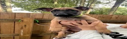 Mixed Breed dogs for sale: Two exceptional female puppies available  - Advert 5