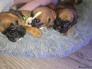 Boxer dogs Boxer puppies - 3 girls available - Advert 4