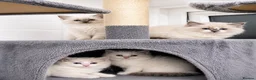 Ragdoll cats for sale: Kittens Ragdoll  in Stockport - Advert 6