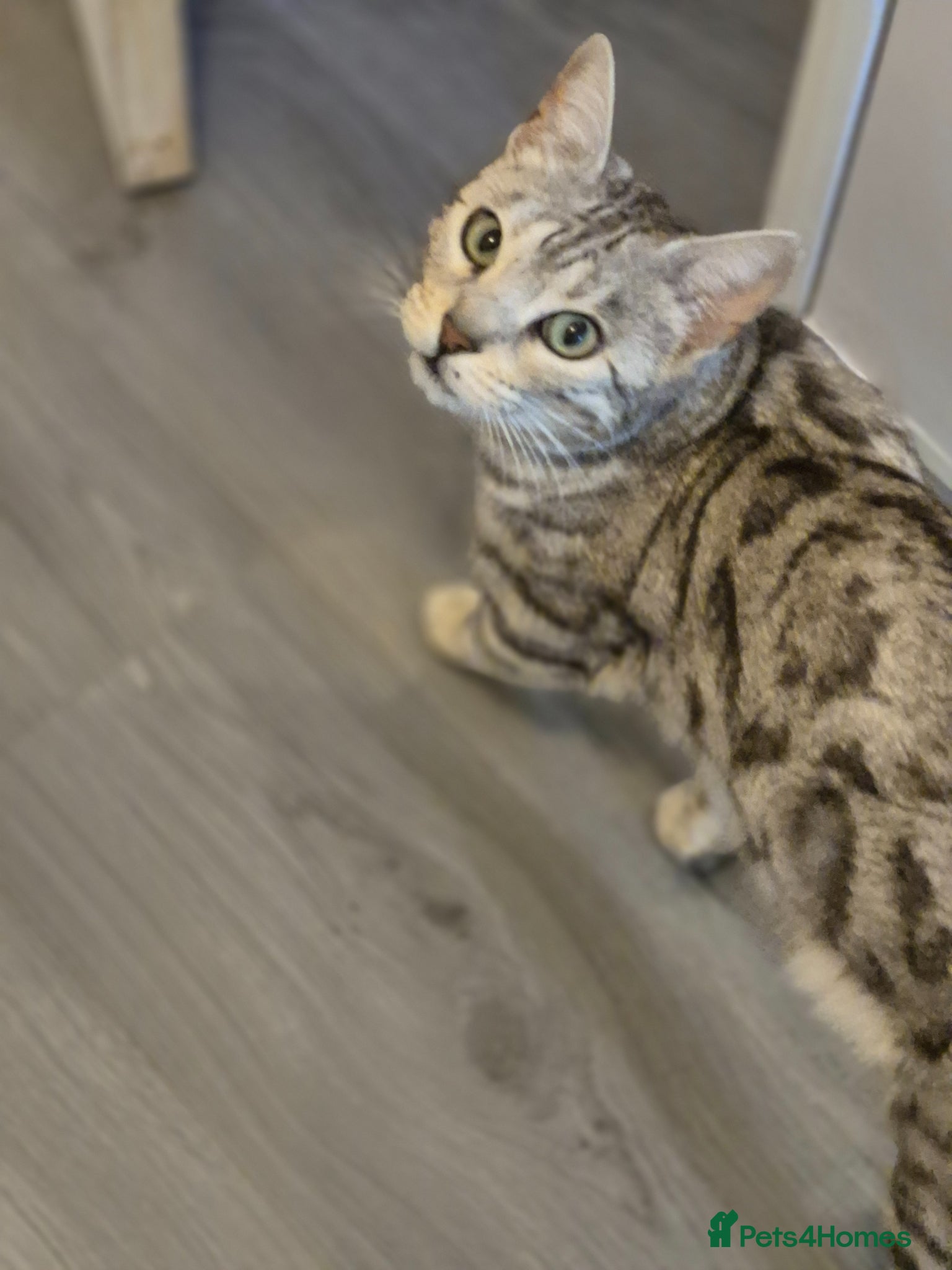 Mixed Breed cats Mixed bengal - Advert 1