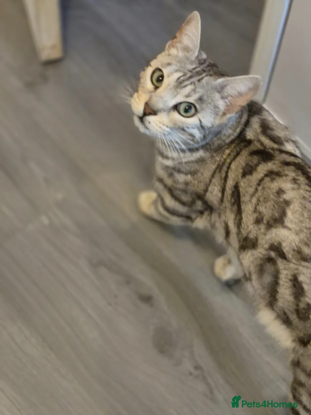 Mixed Breed cats for sale: Mixed bengal - Advert 1