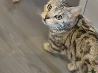 Mixed Breed cats Mixed bengal - Advert 4