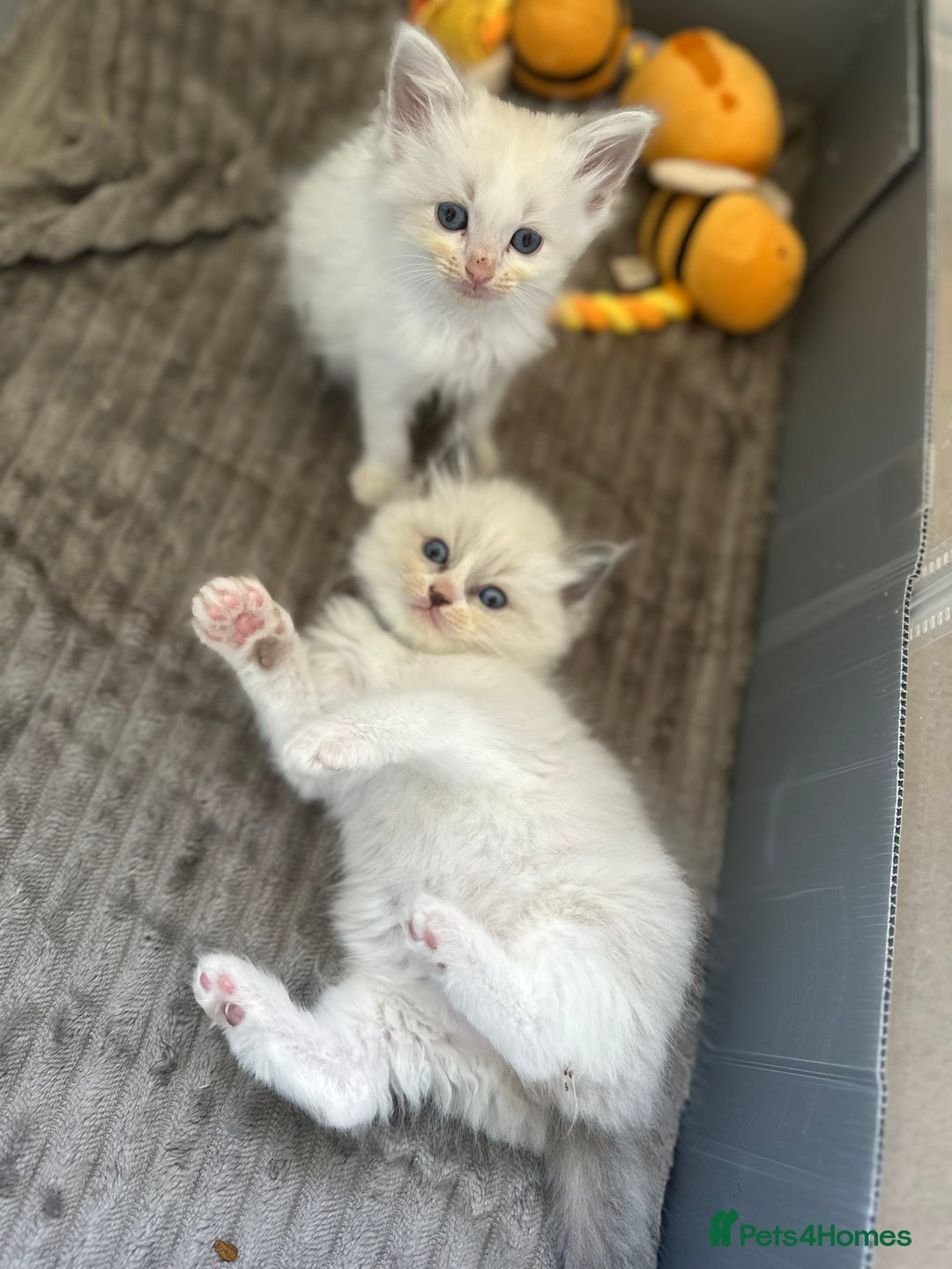 Ragdoll cats for sale: GCCF Registered Ragdoll Kittens Available! 🐾 in Taunton - Image 4
