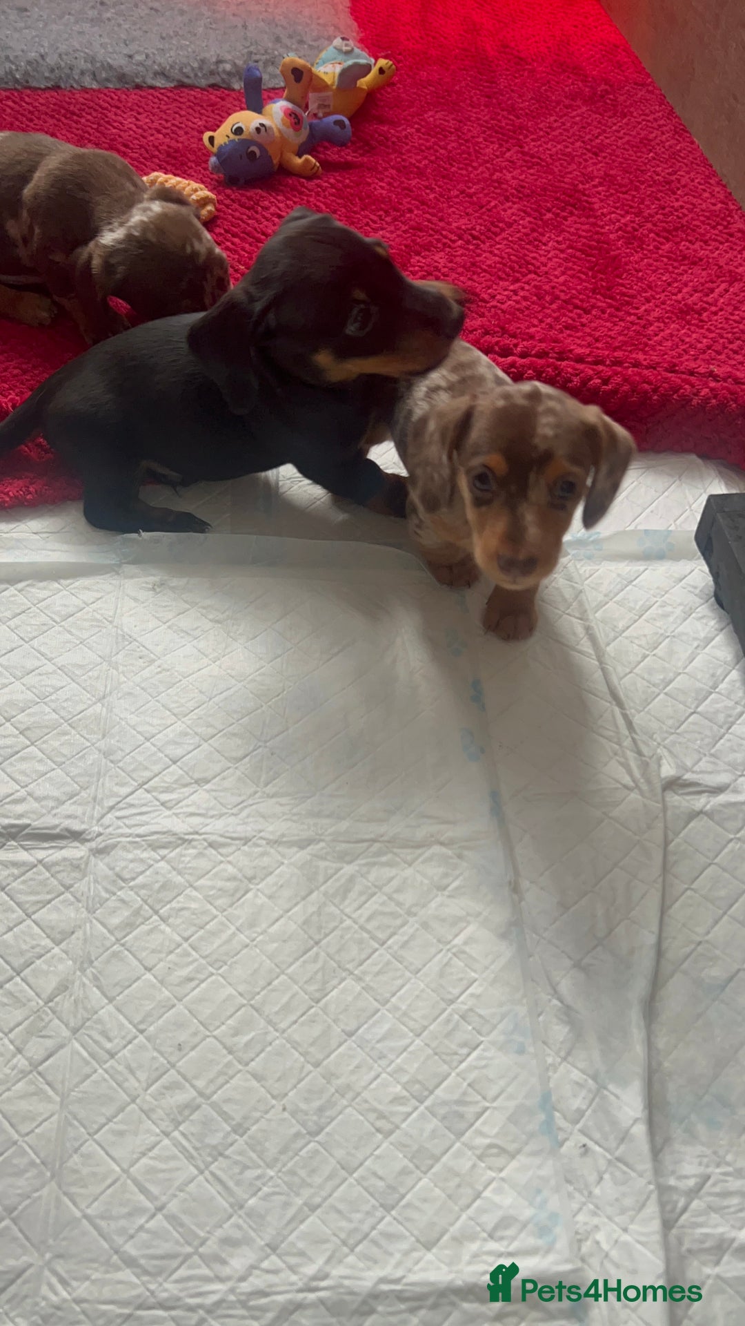 Dachshund dogs for sale: Beautiful daschund’s for sale  - Advert 7