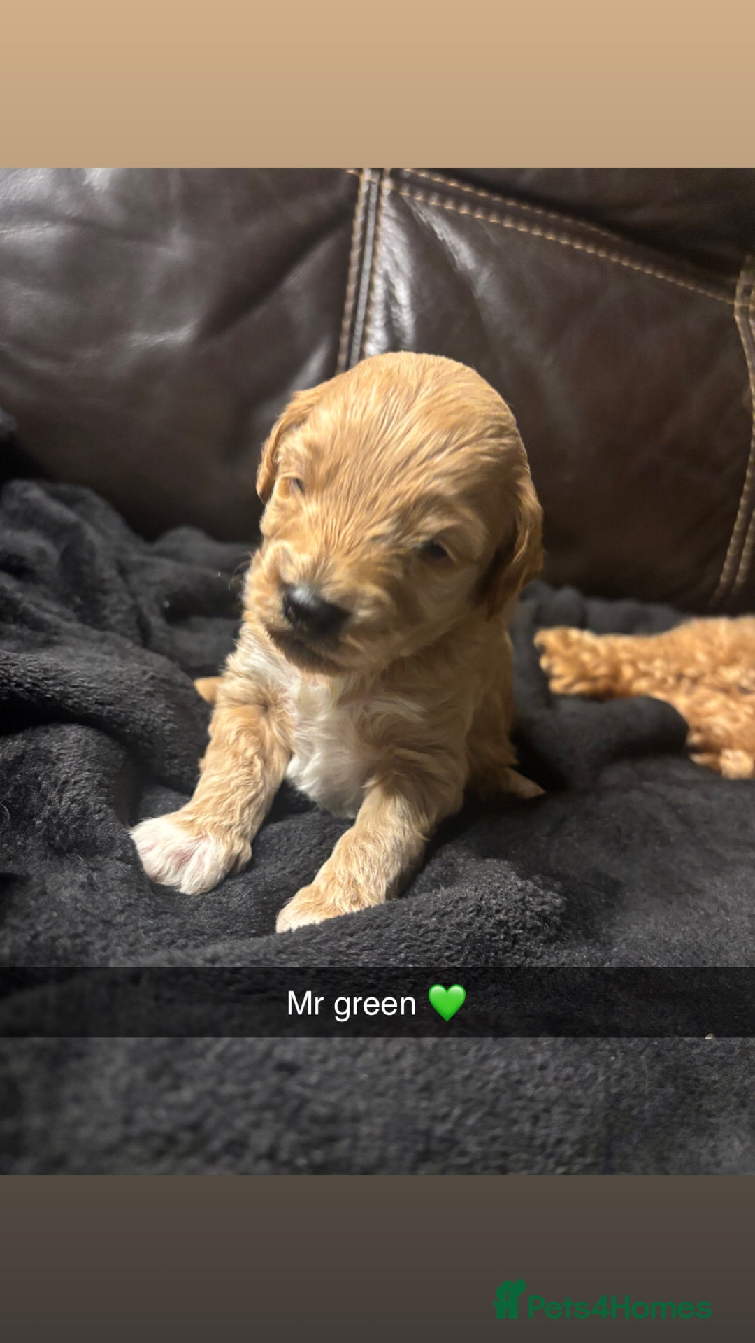 Cockapoo dogs for sale: 6 f2 cockapoo puppies for sale 🐶 - Advert 7