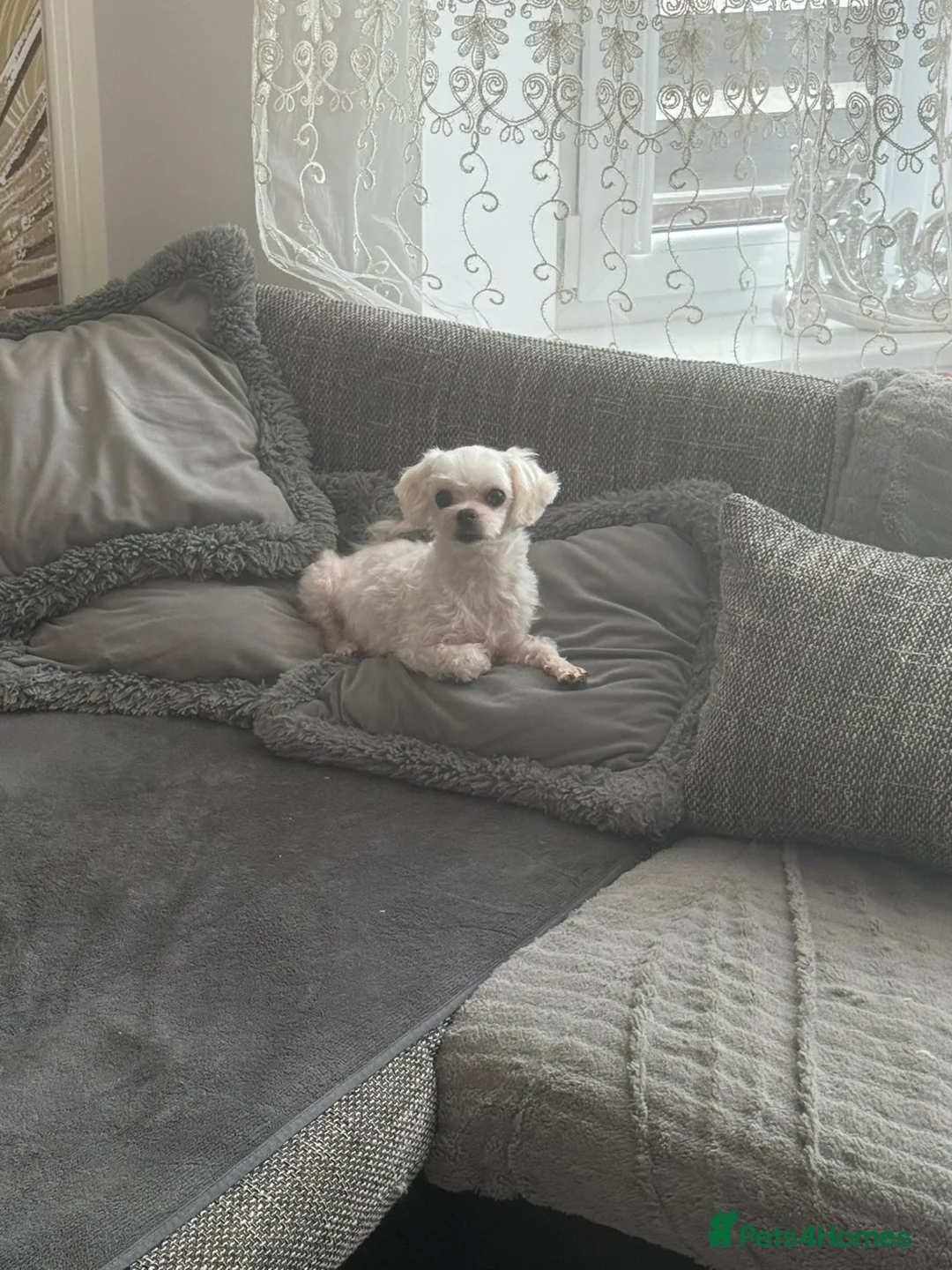 Maltese dogs for sale: Healthy 6 years old female - Advert 2