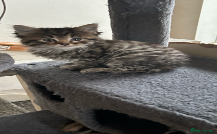 Mixed Breed cats - Advert 1