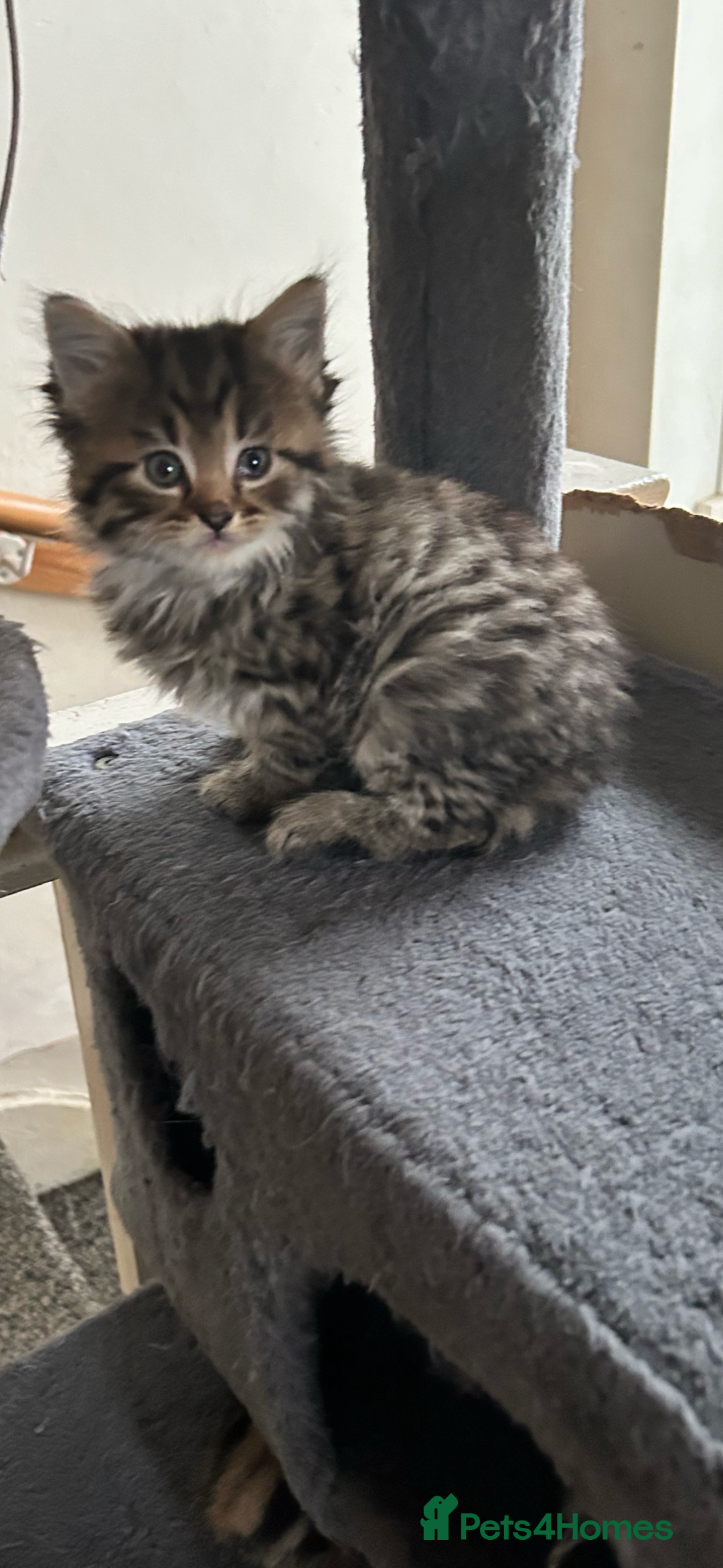 Mixed Breed cats for sale: Ragdoll x British shorthair kittens rare 🍫colour  - Image 1