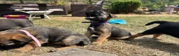 Border Terrier dogs for sale: Beautiful Border Terrier Pups - Advert 14