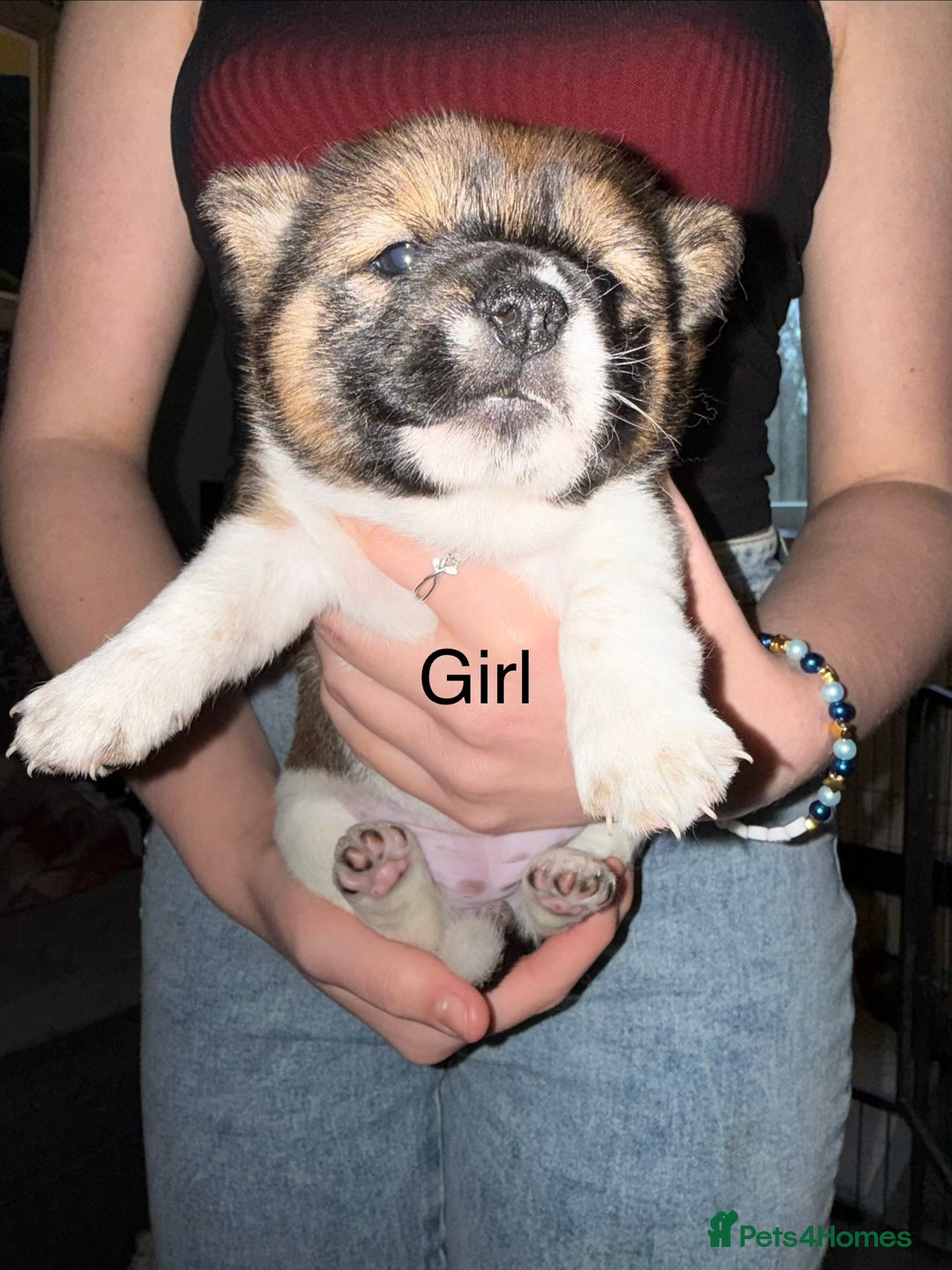 Mixed Breed dogs for sale: Japanese Shiba inu cross puppies  - Advert 5