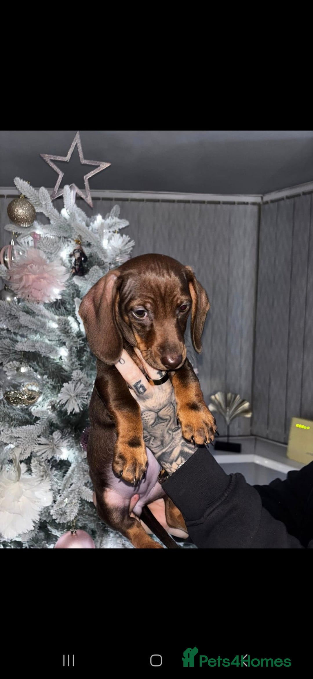 Dachshund dogs for sale: Stunning Chocolate Female Dachshund  - Advert 1