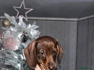 Dachshund dogs Stunning Chocolate Female Dachshund - Advert 1
