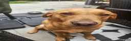 Labrador Retriever dogs for sale: KC REGISTERED FOX RED LABRADOR PUPPIES  - Advert 4