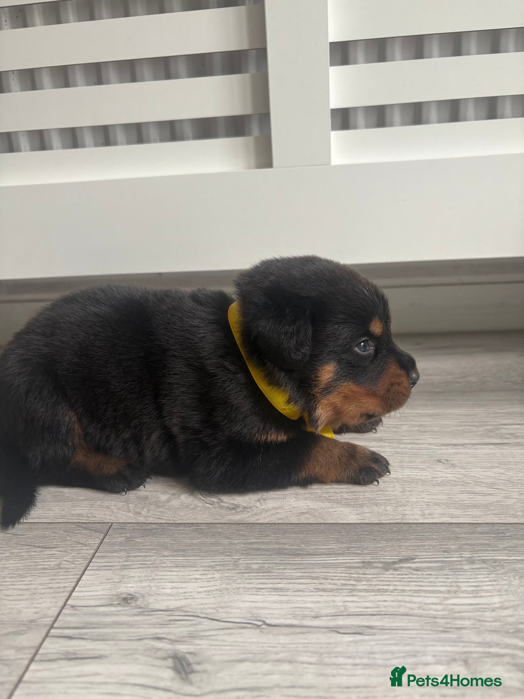 Rottweiler dogs for sale: Rottweiler puppies for sale - Image 8