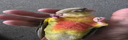 Conures birds for sale: Green cheek conure (pineapple) - Advert 5
