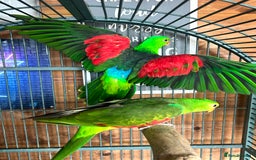 Parakeets birds for sale: Crimson wing parakeets  - Image 4
