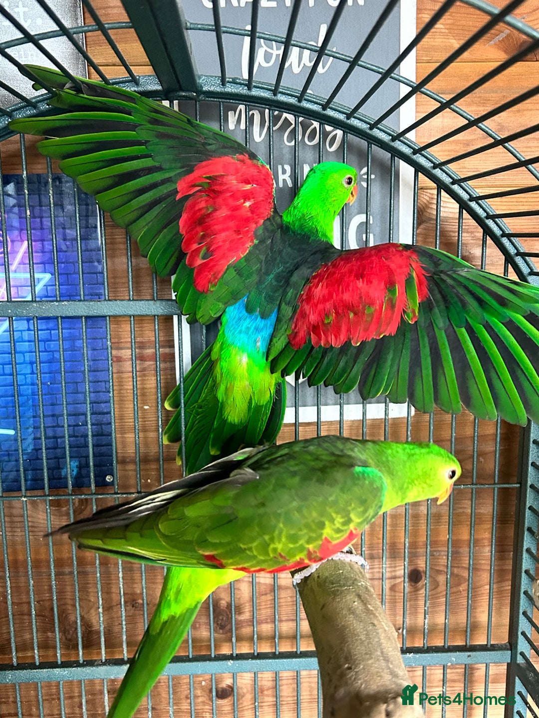 Parakeets birds for sale: Crimson wing parakeets  - Image 4