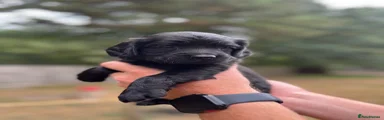 Cocker Spaniel 3