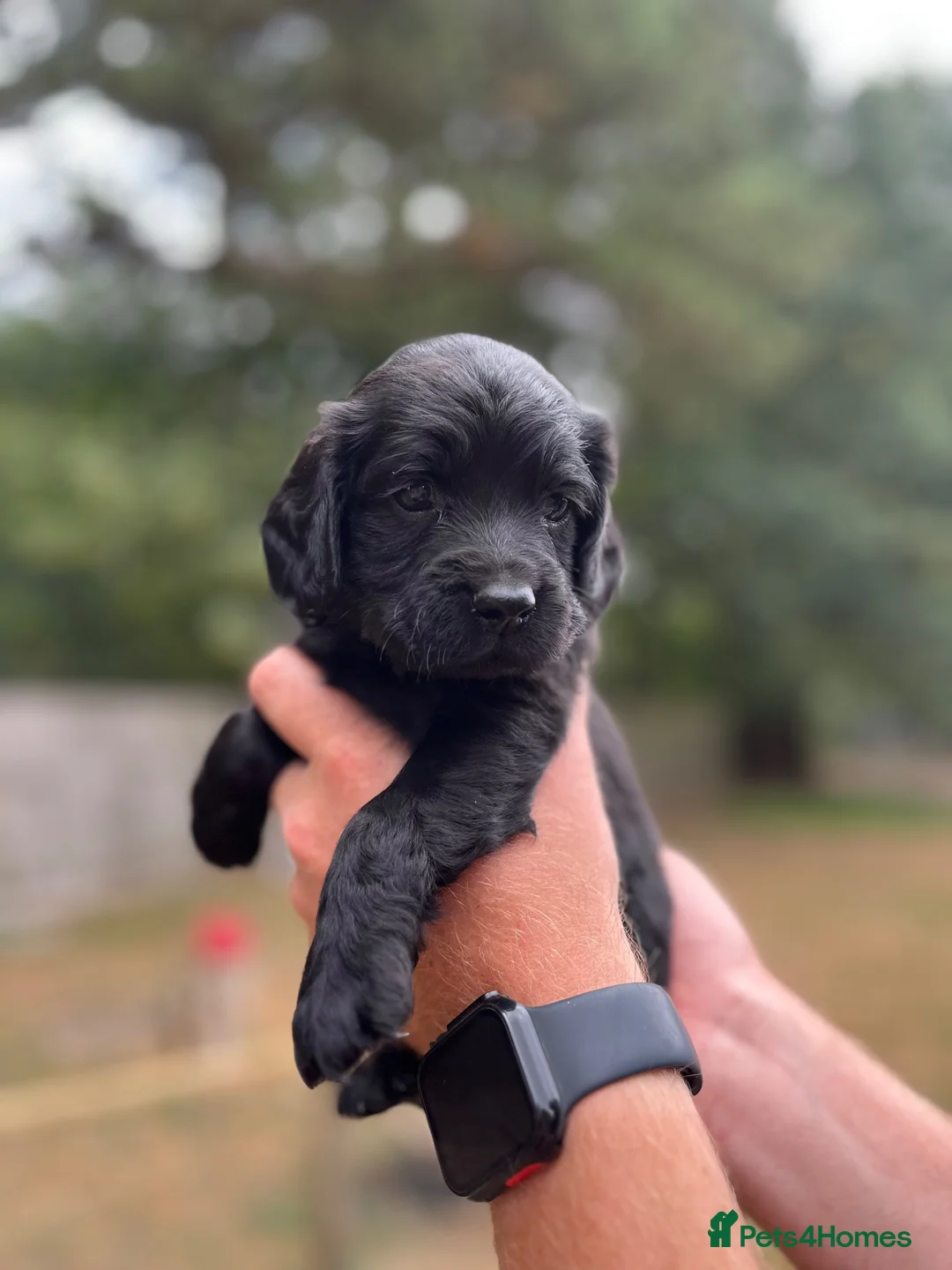 Cocker Spaniel dogs for sale: KC registered Working Cocker Spaniels - Advert 11