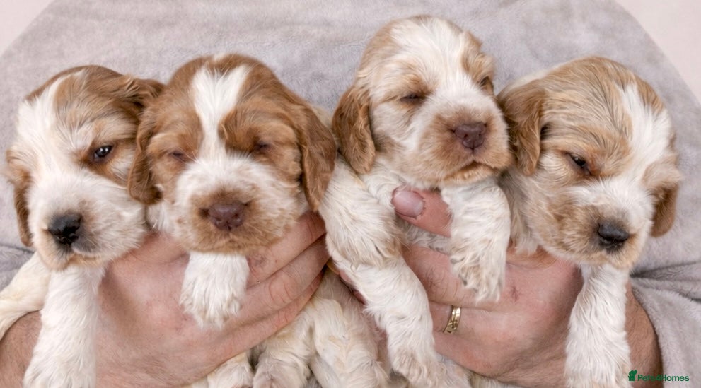 Cocker Spaniel dogs Show Cocker Spaniel Puppies 🐾 - Advert 15