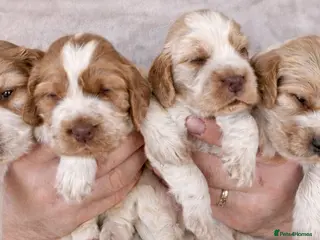 Cocker Spaniel dogs Show Cocker Spaniel Puppies 🐾 - Advert 15